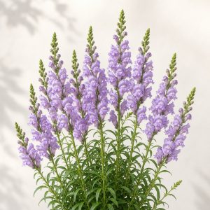 Avignon Lavender Snapdragon Seeds - 25 Seeds - Nuptial Co. Seeds seeds - 25 seeds, Full sun to light afternoon shade - 25...