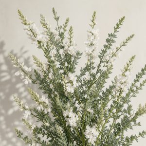 Tagasaste Tree Lucerne Seeds - 25 Seeds - Nuptial Co. Seeds seeds - 25 seeds, Full sun - 25 seeds / Full sun