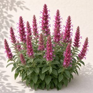 Cana Zuni Agastache Seeds - 25 seeds