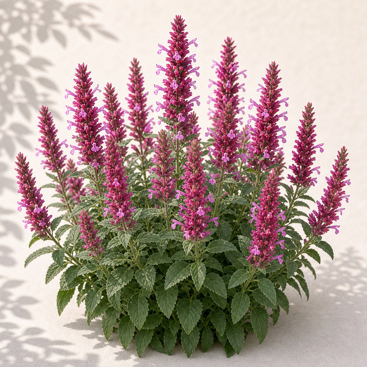 Cana Zuni Agastache Seeds - 25 seeds