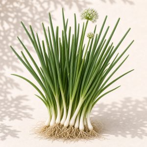 Welsh Onion Seeds - 100 seeds