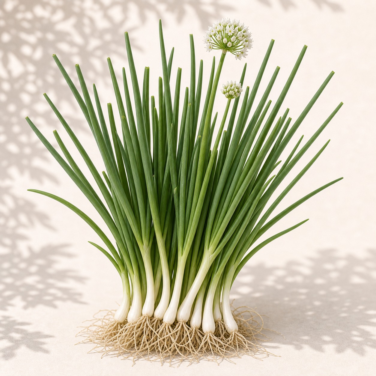 Welsh Onion Seeds - 100 seeds