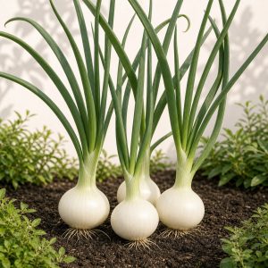 Sweet White Spanish Onion Seeds - 150 seeds
