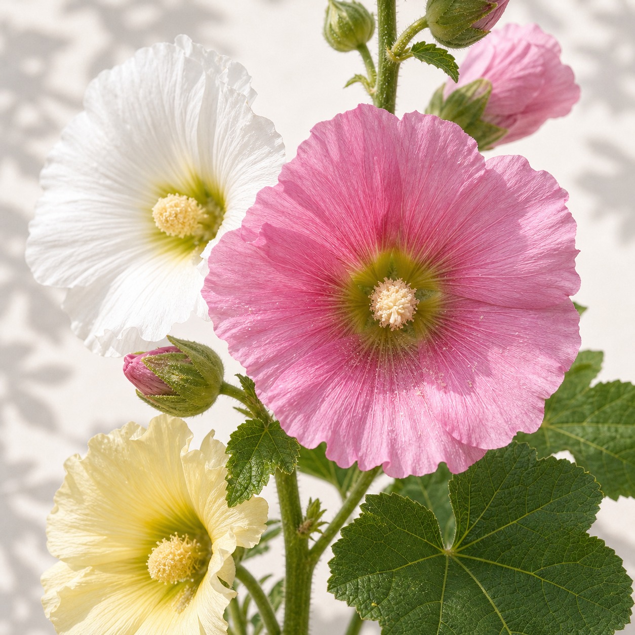 Mixed Color Hollyhock Seeds - 25 seeds - Image 2