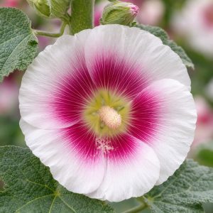 Halo Blush Hollyhock Seeds - 10 seeds - Nuptial Co. Seeds seeds - 10 seeds, Full sun - 10 seeds / Full sun