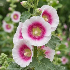 Halo Blush Hollyhock Seeds - 10 seeds