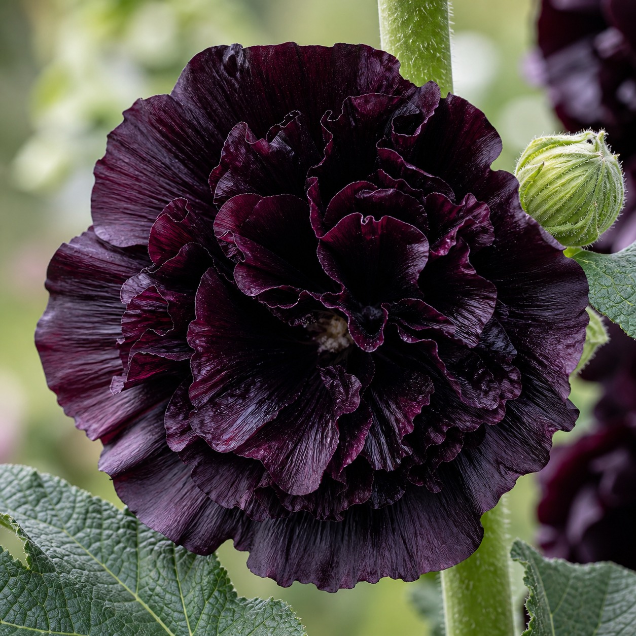 Double Black Hollyhock Seeds - 10 seeds - Image 2