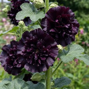 Double Black Hollyhock Seeds - 10 seeds