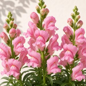 Speedy Sonnet Pink Snapdragon Seeds - 25 pelleted seeds - Nuptial Co. Seeds seeds - 25 pelleted seeds, Full sun to partial...