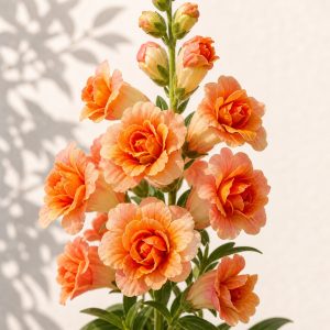 New! Doubleshot Bicolor Orange Snapdragon Seeds - 25 seeds - Nuptial Co. Seeds seeds - 25 seeds, Full sun to part shade -...