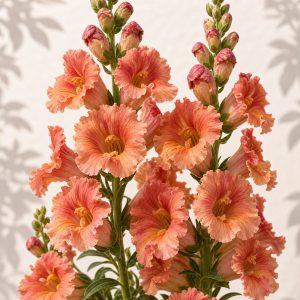 Madame Butterfly Bronze Snapdragon Seeds - 25 seeds - Nuptial Co. Seeds seeds - Approx. 25 seeds, Full sun to partial shad...