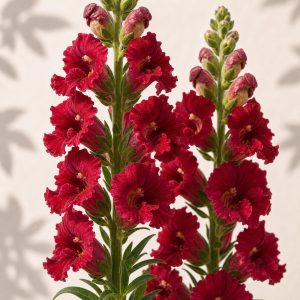 Madame Butterfly Red Snapdragon Seeds - 25 seeds - Nuptial Co. Seeds seeds - Approx. 25 seeds, Full sun to partial shade -...