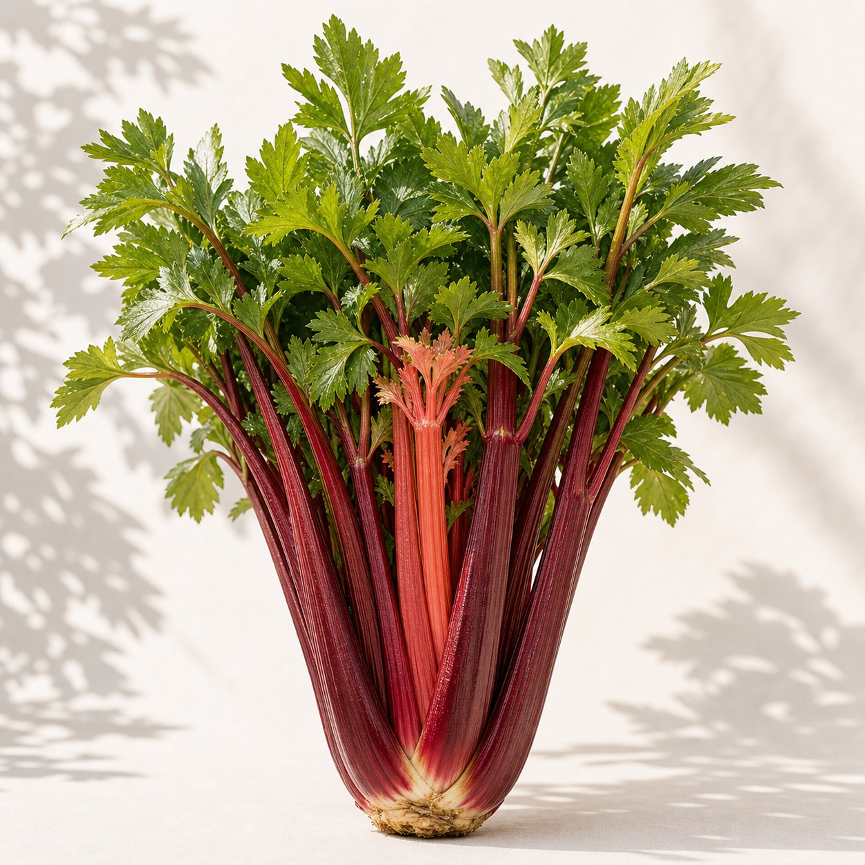 Redventure Celery Seeds - 50 seeds