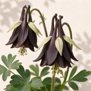 Black Chocolate Soldier Gothic Columbine Seeds - 10 seeds - Nuptial Co. Seeds seeds - 10 seeds, Part sun to shade - 10 see...
