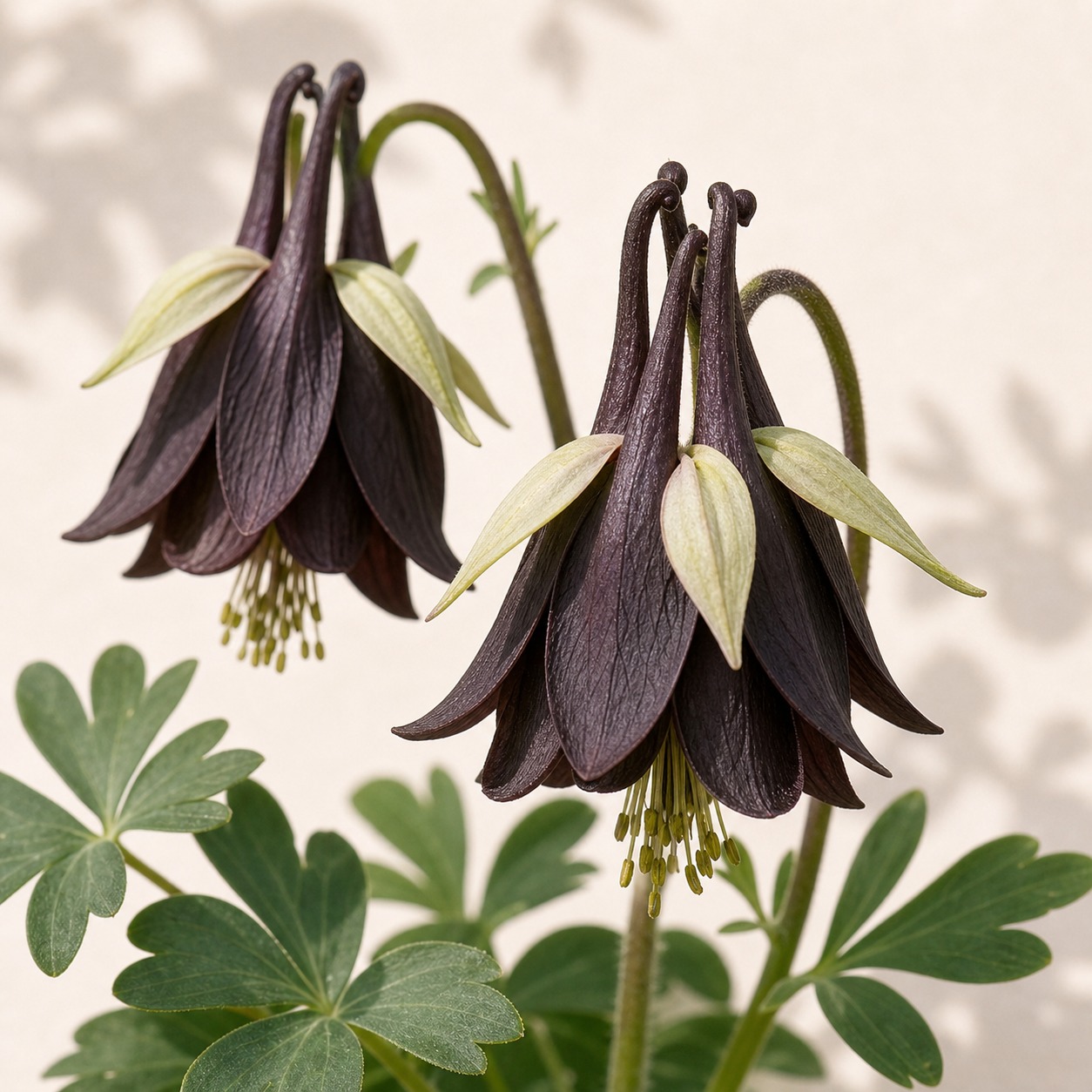 Black Chocolate Soldier Gothic Columbine Seeds - 10 seeds - Image 2