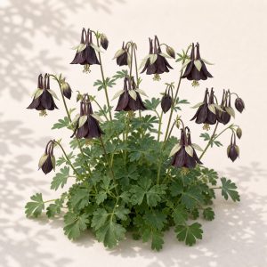 Black Chocolate Soldier Gothic Columbine Seeds - 10 seeds