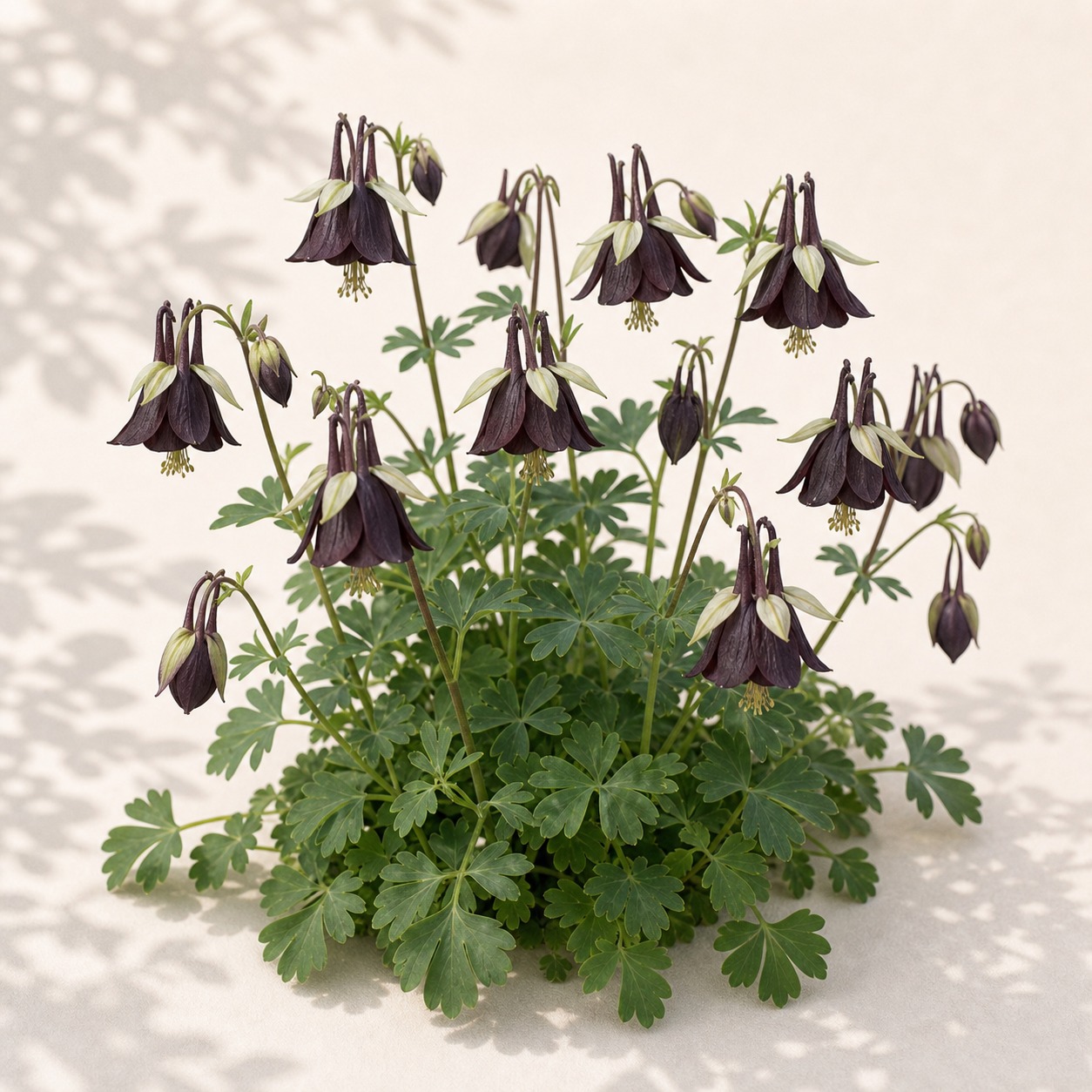 Black Chocolate Soldier Gothic Columbine Seeds - 10 seeds