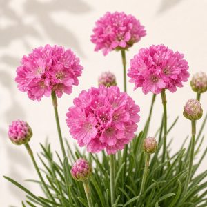 Sea Pink Armeria Seeds - 25 seeds - Nuptial Co. Seeds seeds - 25 seeds, Full sun - 25 seeds / Full sun