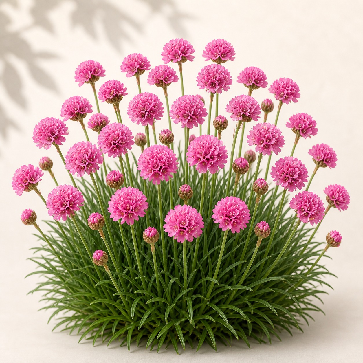 Sea Pink Armeria Seeds - 25 seeds - Nuptial Co. Seeds seeds - 25 seeds, Full sun - 25 seeds / Full sun