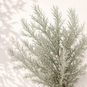 Sand Sagebrush Seeds - 1000 seeds - Nuptial Co. Seeds seeds - 1000 seeds, Full sun to partial shade - 1000 seeds / Full su...