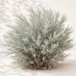 Sand Sagebrush Seeds - 1000 seeds