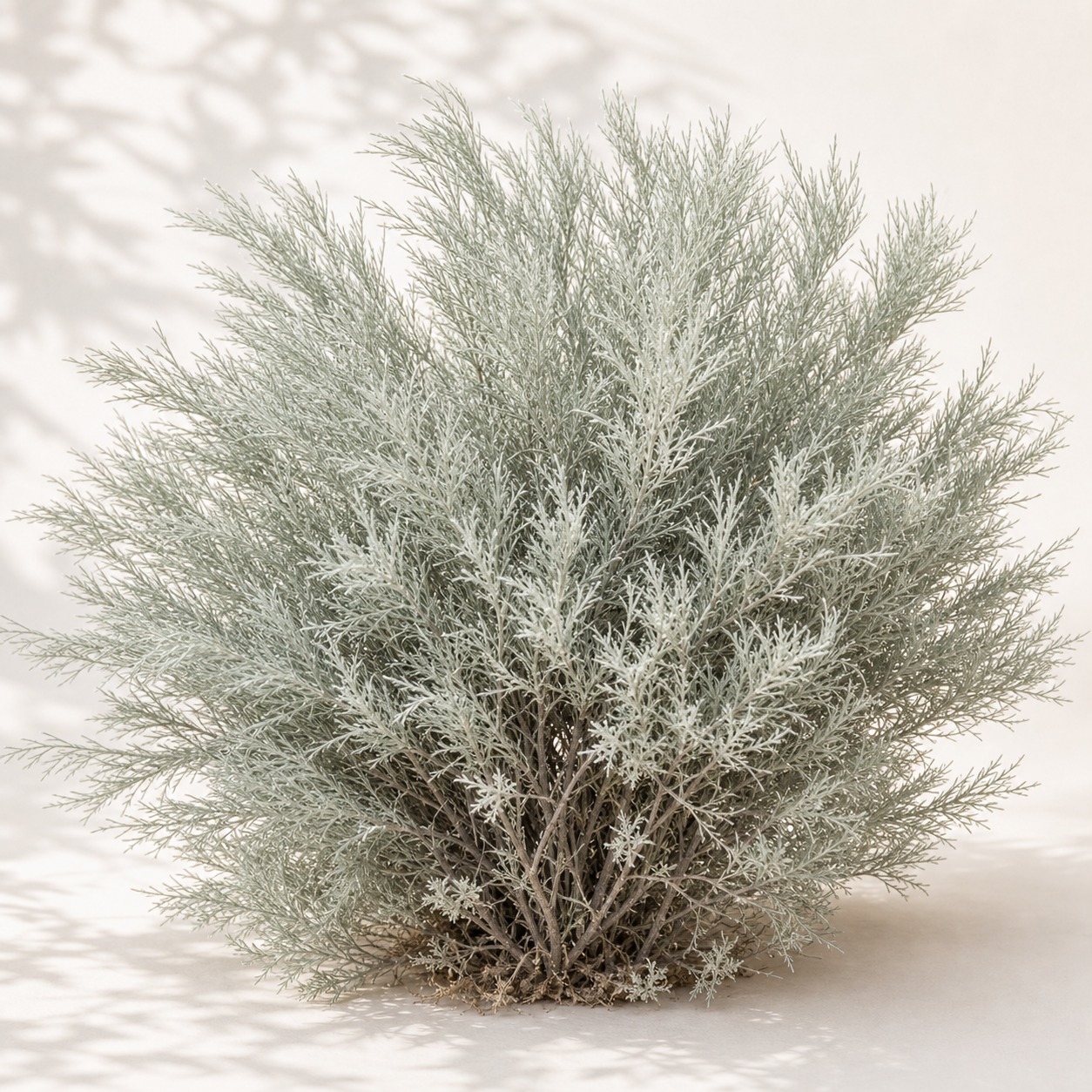 Sand Sagebrush Seeds - 1000 seeds