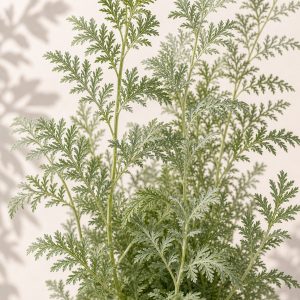 Sweet Annie Artemisia Seeds - Nuptial Co. Seeds seeds - Approx. 50 certified organic seeds, Full sun - Approx. 50 certifie...