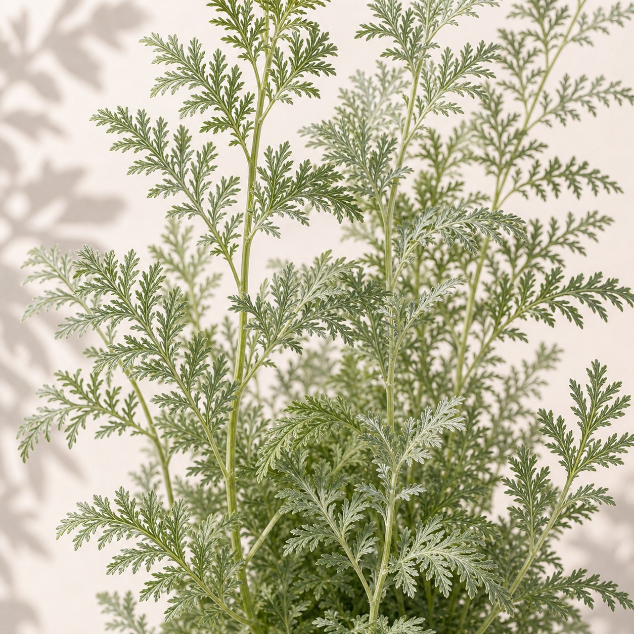 Sweet Annie Artemisia Seeds - Image 2