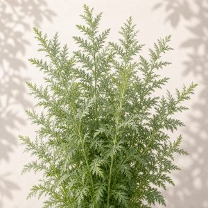 Sweet Annie Artemisia Seeds