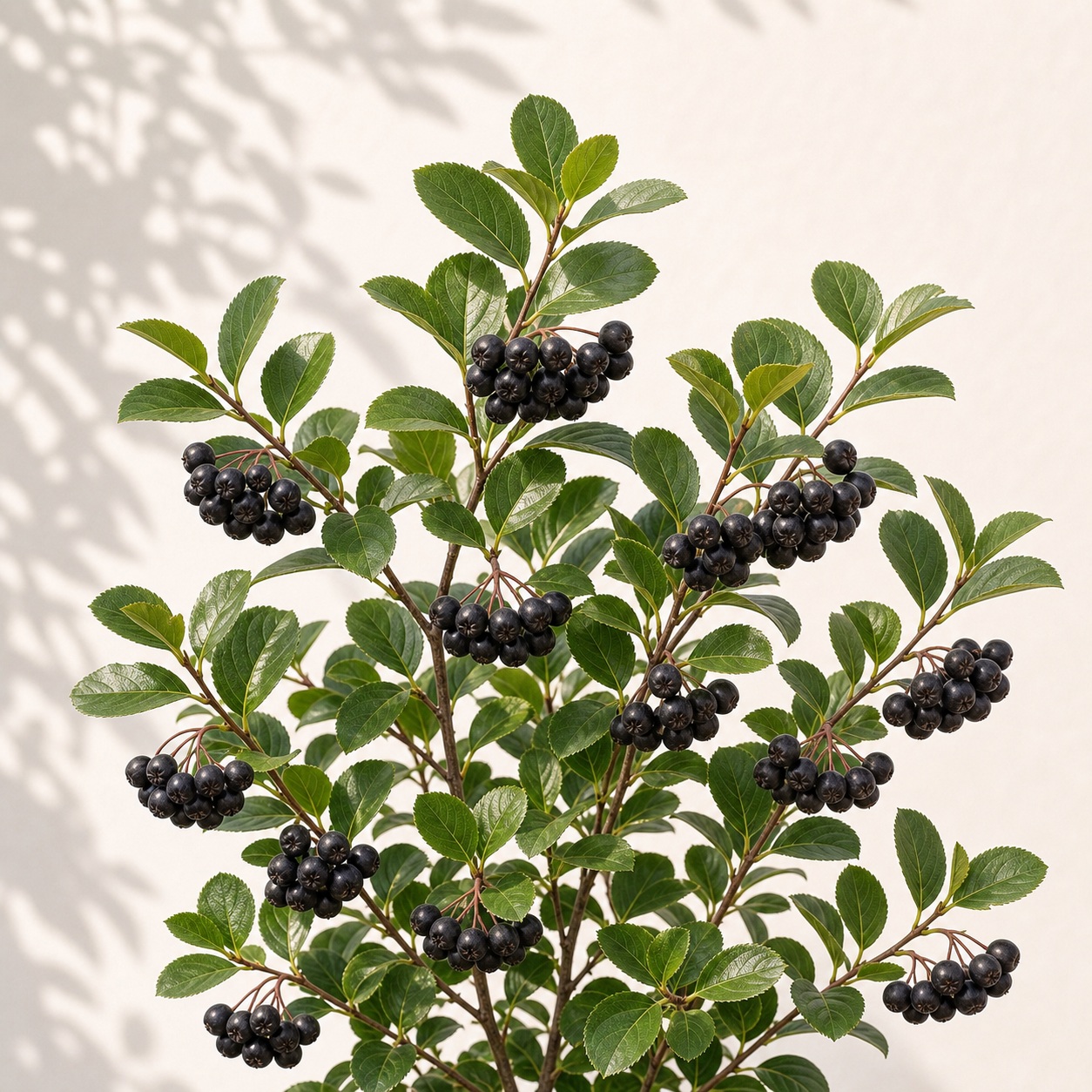 Black Chokeberry Seeds - 25 seeds
