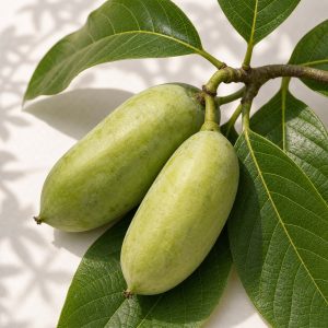 Pawpaw Fruit Tree Seeds - 5 seeds - Nuptial Co. Seeds seeds - 5 seeds, Part shade when young; full sun to partial shade af...