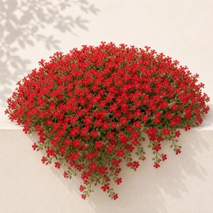 Cascade Red Rockcress Seeds - 50 seeds