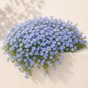 Cascade Blue Rockcress Seeds - 50 seeds - Nuptial Co. Seeds seeds - 50 seeds, Full sun to partial shade - 50 seeds / Full...