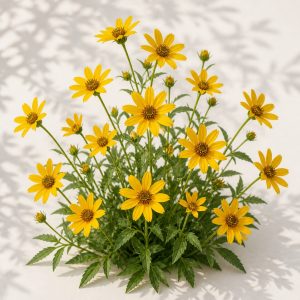 Native Tickseed Sunflower Seeds - 25 seeds