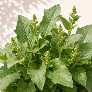 Good King Henry Seeds - 50 seeds - Nuptial Co. Seeds seeds - 50 seeds, Full sun to partial shade - 50 seeds / Full sun to...
