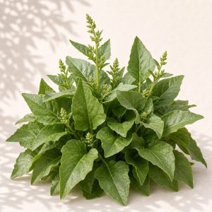 Good King Henry Seeds - 50 seeds