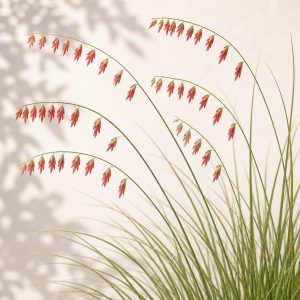 Sideoats Grama Seeds - 100 seeds - Nuptial Co. Seeds seeds - 100 seeds, Full sun - 100 seeds / Full sun