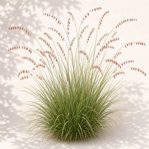Sideoats Grama Seeds - 100 seeds