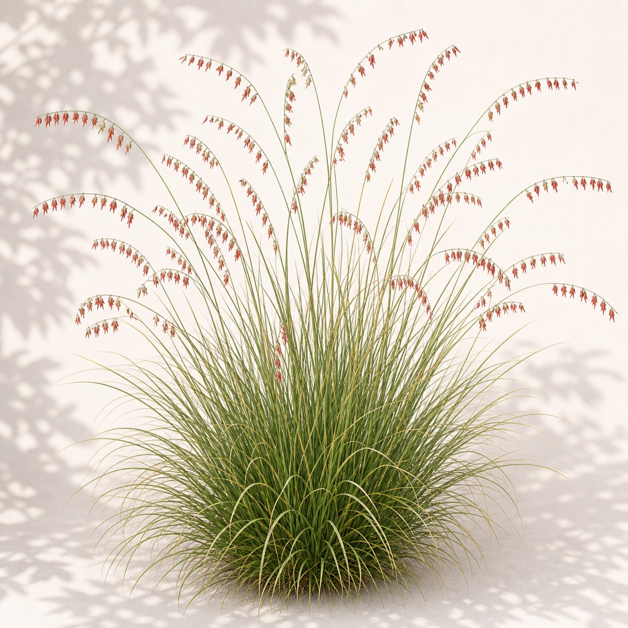 Sideoats Grama Seeds - 100 seeds