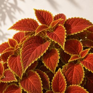 Sweet Paprika Coleus Seeds - 10 pelleted seeds - Nuptial Co. Seeds seeds - 10 pelleted seeds, Full sun to partial shade -...