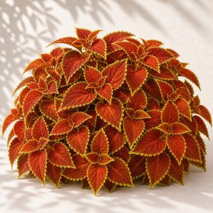 Sweet Paprika Coleus Seeds - 10 pelleted seeds