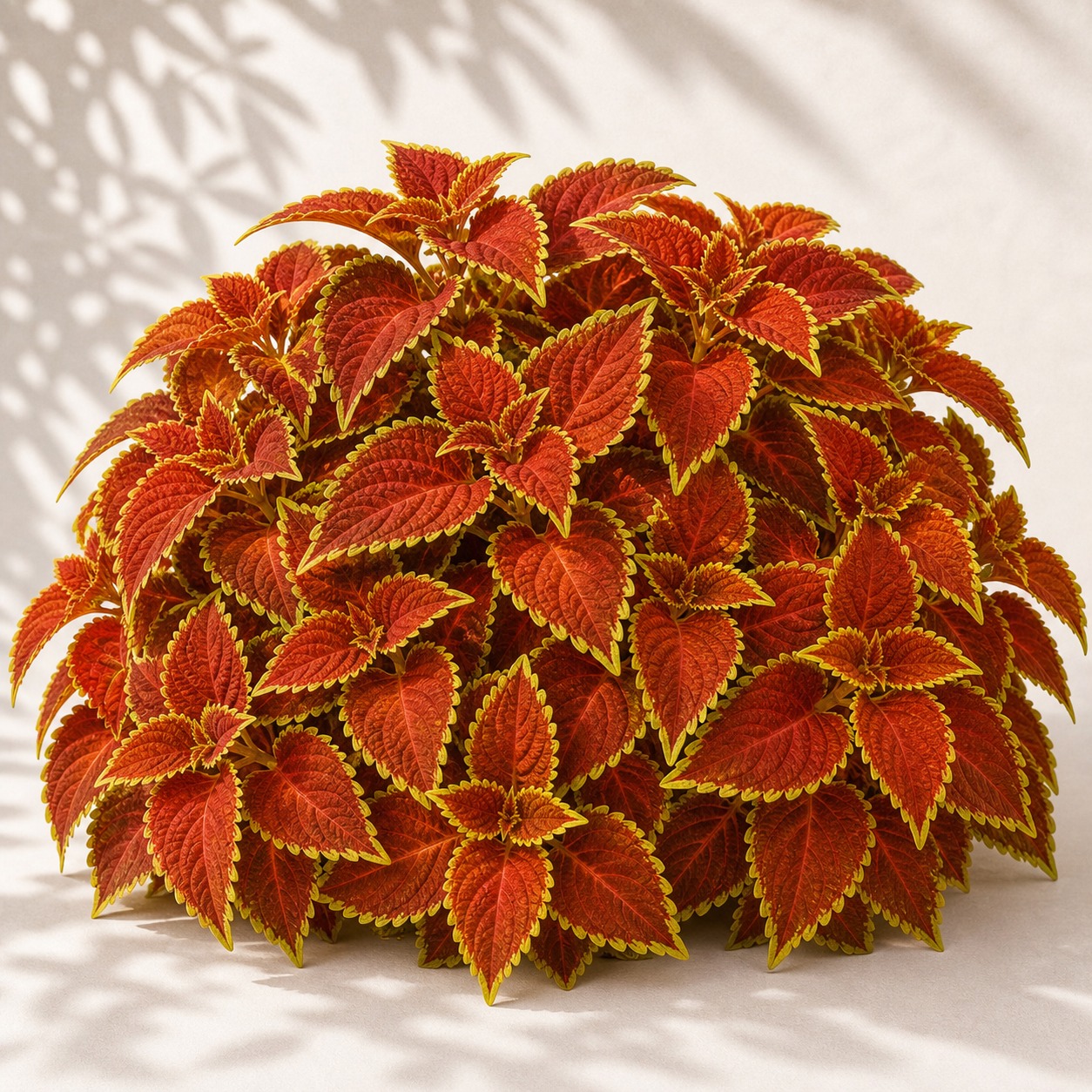 Sweet Paprika Coleus Seeds - 10 pelleted seeds