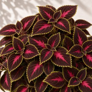 Chocolate Rose Mesmerize Coleus Seeds - 10 pelleted seeds - Nuptial Co. Seeds seeds - 10 pelleted seeds, Full sun to parti...