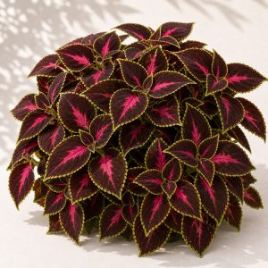 Chocolate Rose Mesmerize Coleus Seeds - 10 pelleted seeds