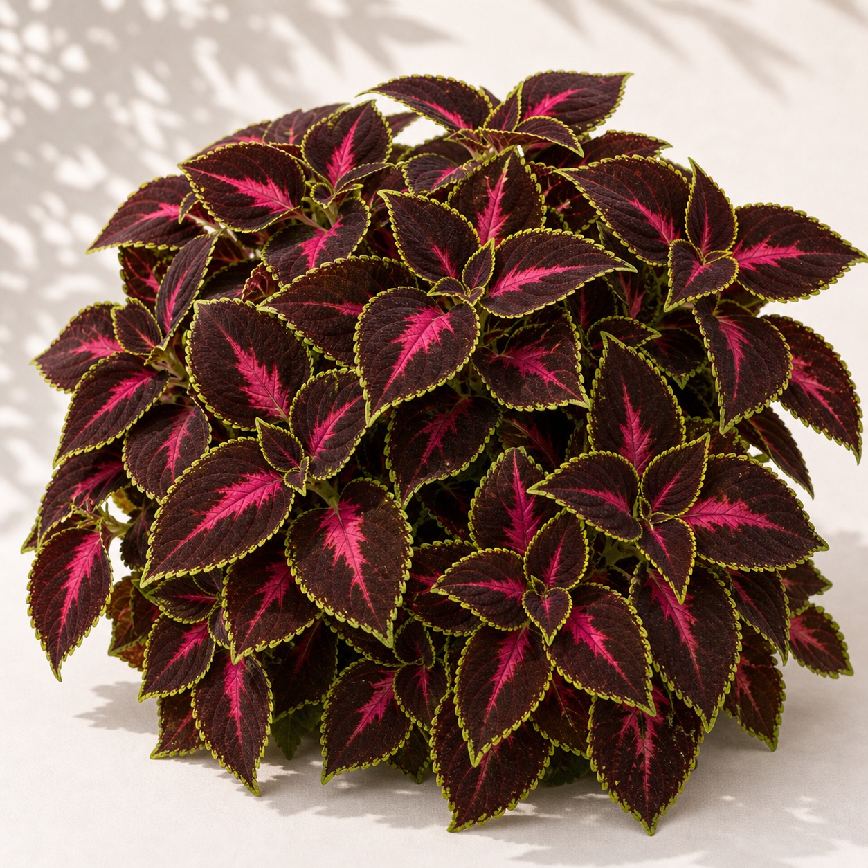 Chocolate Rose Mesmerize Coleus Seeds - 10 pelleted seeds