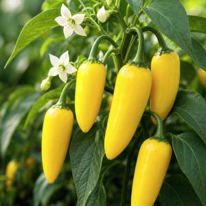 Italian Pepperoncini Pepper Seeds - 25 seeds - Nuptial Co. Seeds seeds - 25 seeds, Full sun - 25 seeds / Full sun