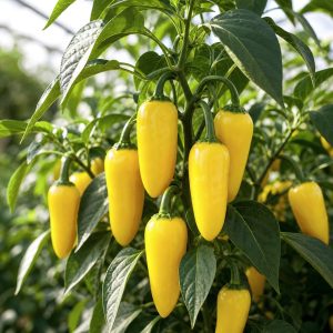 Italian Pepperoncini Pepper Seeds - 25 seeds