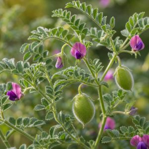 Black Garbanzo Bean Seeds - 25 seeds - Nuptial Co. Seeds seeds - 25 seeds, Full sun - 25 seeds / Full sun