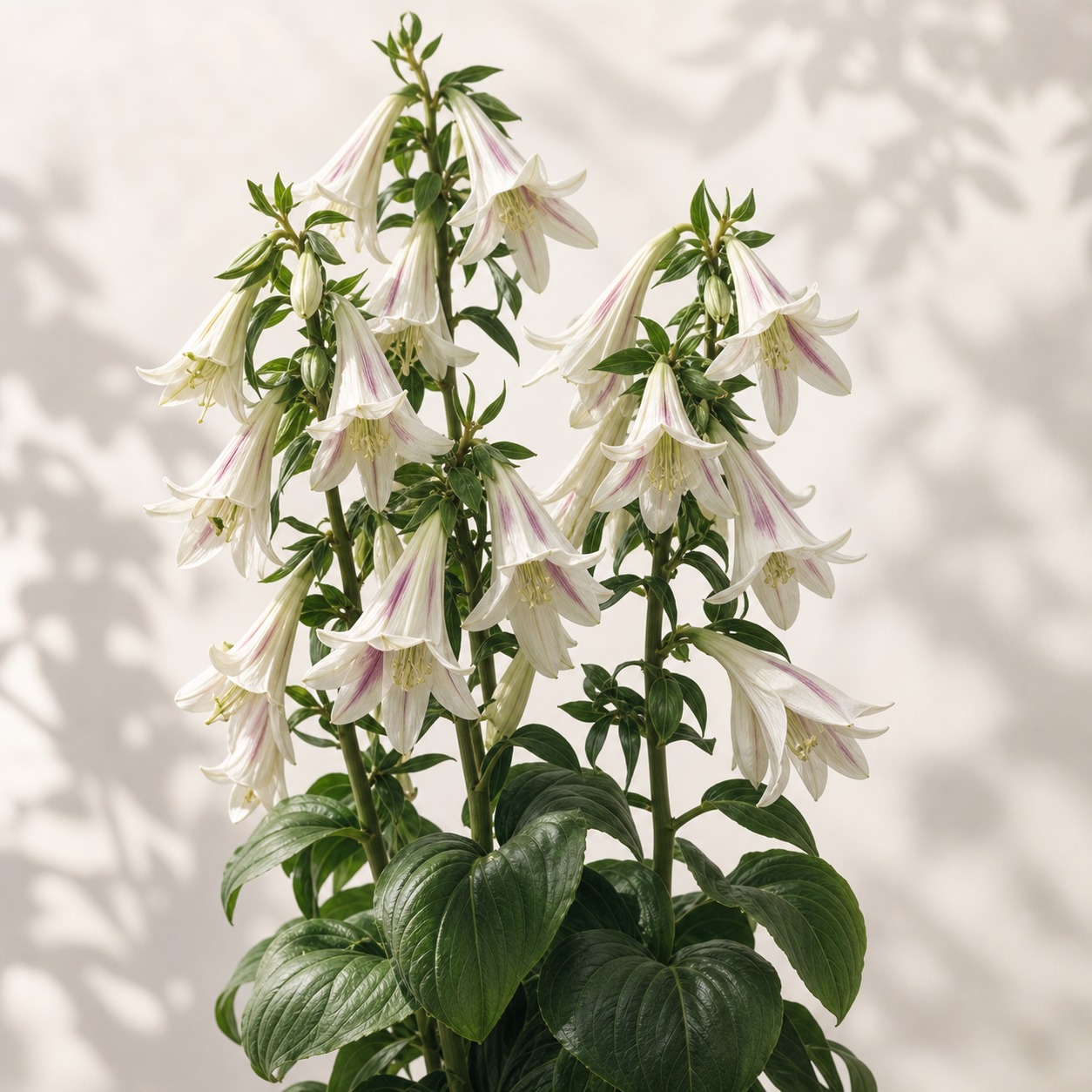 Giant Heartleaf Lily Seeds - 20 seeds