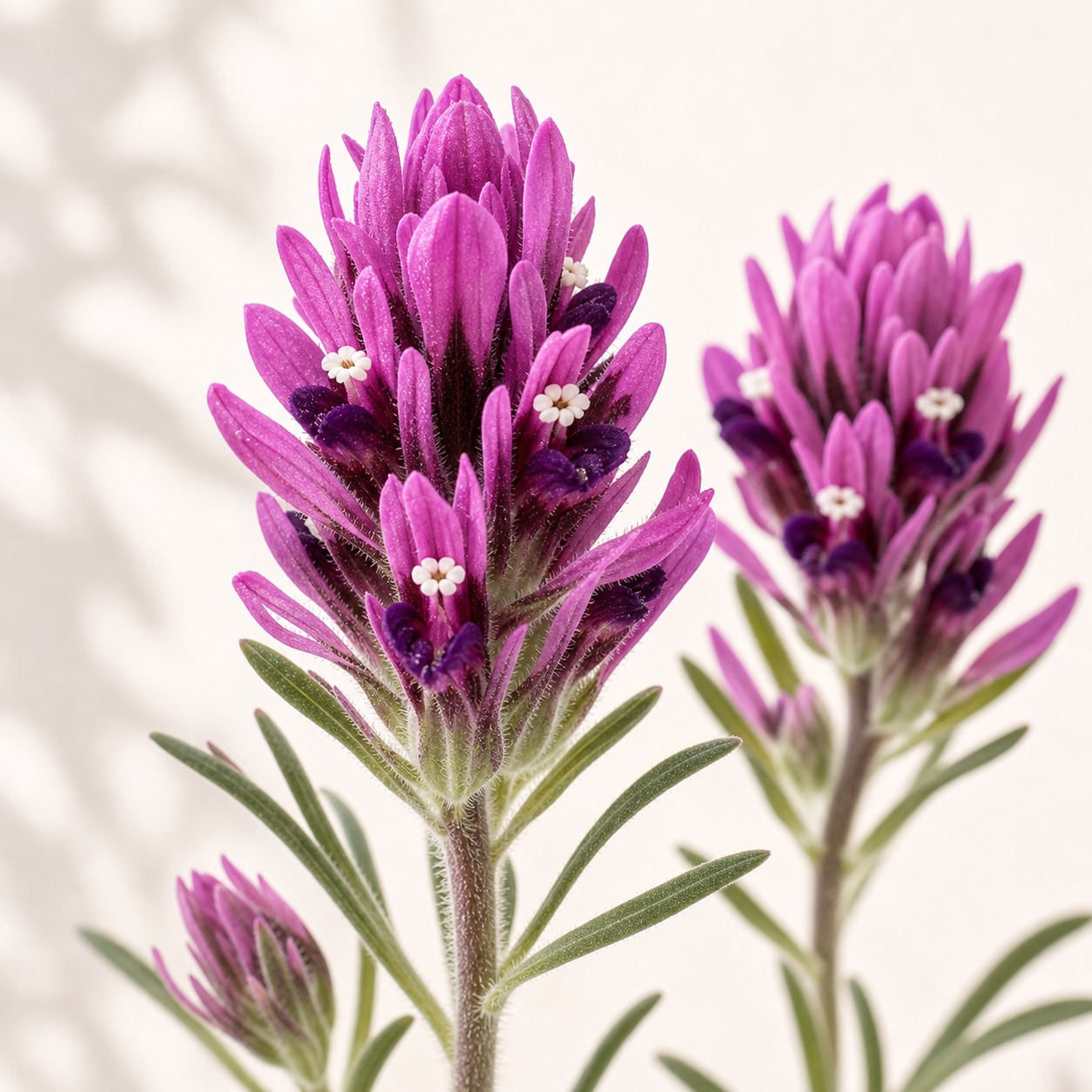 Purple Owl's Clover Seeds - 100 seeds - Image 2
